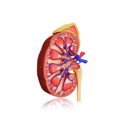 Lithotripsy